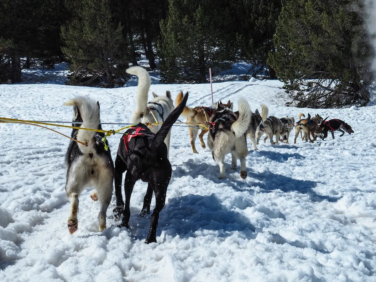 Safari con huskies
